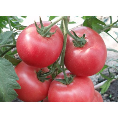Семена индетерминантного томата 1804 F1, ранняя новинка!!!, (250 нас.) Lark Seeds